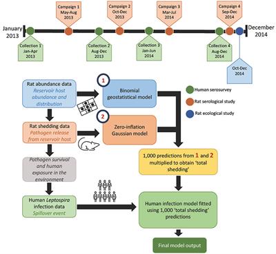 Disentangling the influence of reservoir abundance and pathogen shedding on zoonotic spillover of the Leptospira agent in urban informal settlements